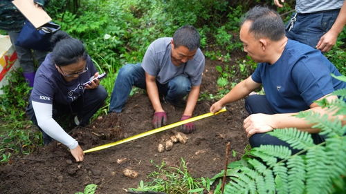 龙里 天麻丰收季 村民笑开颜