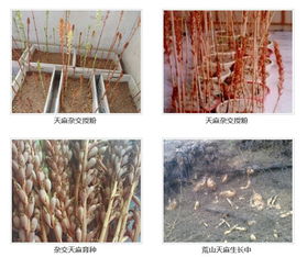 天麻人工种植技术培训 山东长程天麻项目合作 天麻种植技术