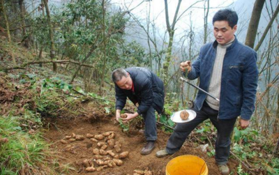 农村这种植物没有根叶,却能照样生长,还是治病的好药材!