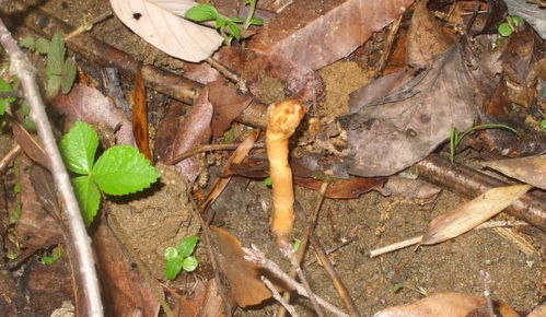山里做农活,请别铲除此草,它为珍贵植物,价值600元一斤