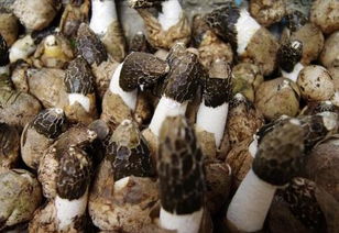 种植天麻的树木俗称 菌柴 上面长的蘑菇能吃么