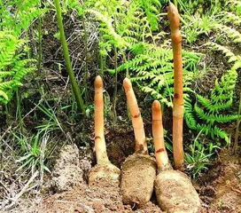 农村的这种东西 中医都视它为心头宝
