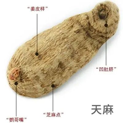 每天学习一味中药--天麻