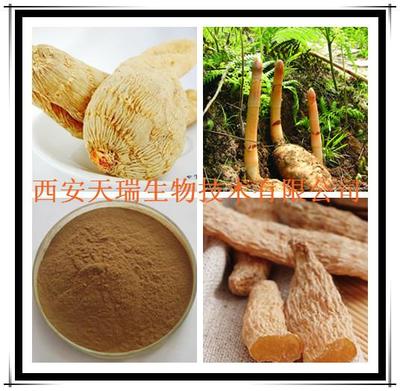 天麻提取物