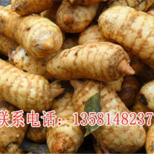宜昌戈厂天麻专业合作社