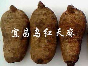 天麻争钱吗