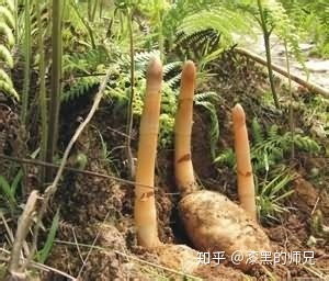 植物的光合作用可以被取代吗