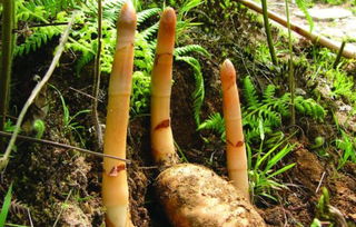 他自主创业种植天麻,带领村民一起致富