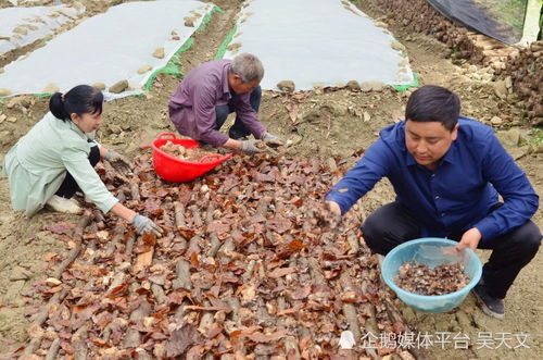 陕南这位 80后 乌天麻育种忙