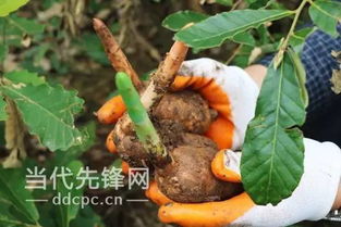 我 住在贵州,心中挂着这湾水这片林
