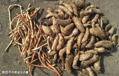 这就是珍贵的 野生天麻 ,请记住它的样子,山中遇见,不要错过