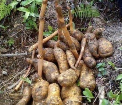 1种野生植物“珍贵”,被称为天麻,生长在山沟里,1公斤800元!