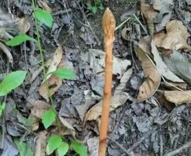 山坡上可见,无叶无根,一枝独秀,珍贵稀少