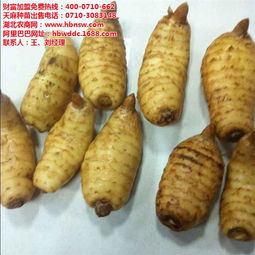 天麻头 种植招商加盟 已认证 礼县天麻高清图片 高清大图