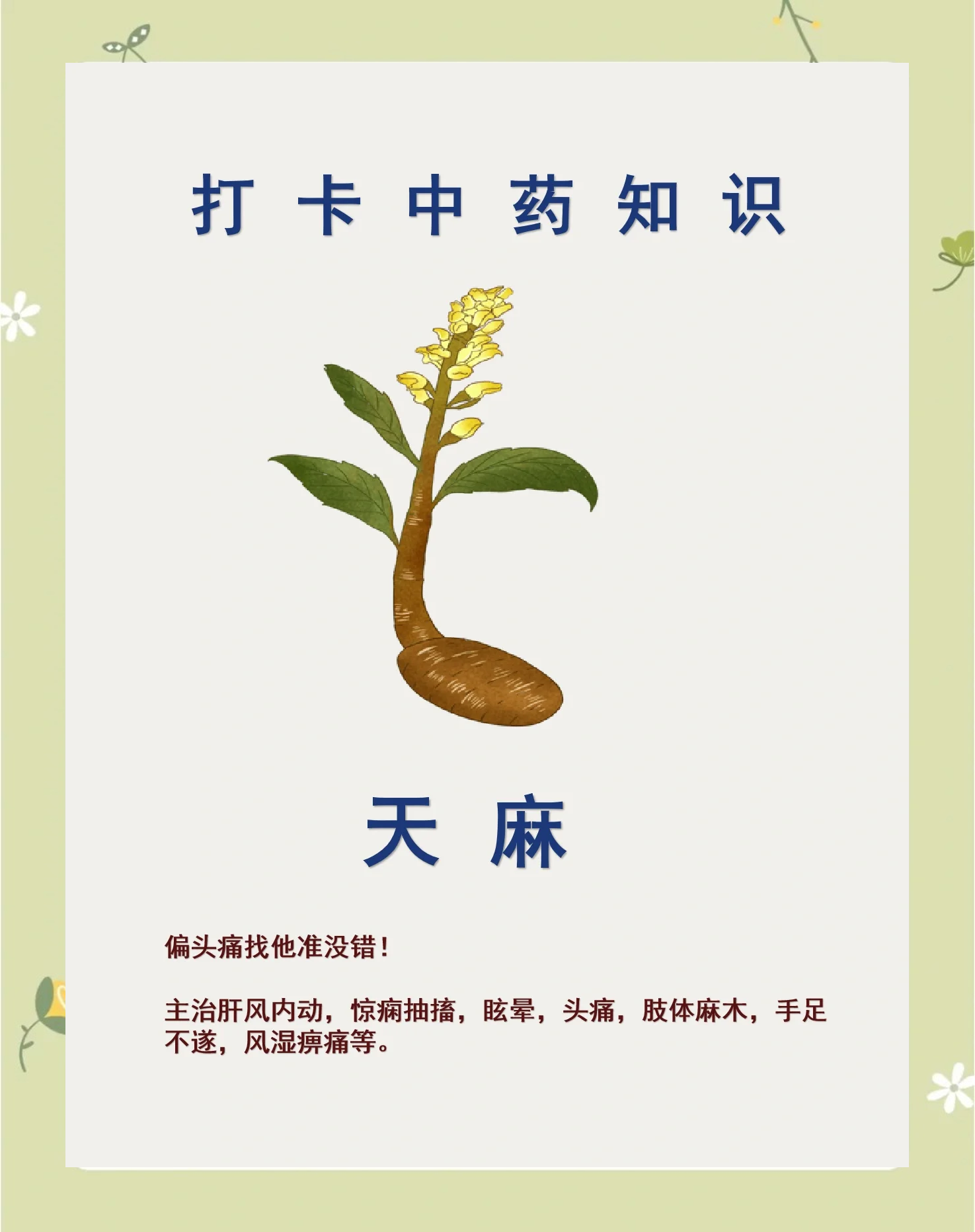 天麻:偏头痛的天然解决方案