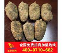 天麻