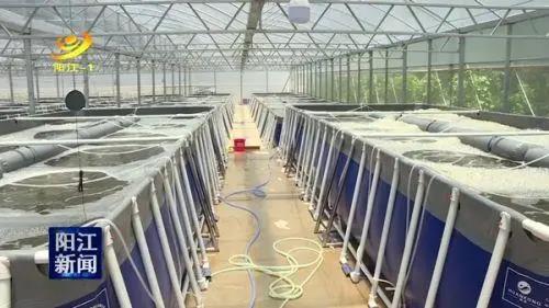 广东省阳江市三阶段跑道式养虾 节水70 一年可养7 8造 1m3水出