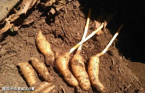 这就是珍贵的 野生天麻 ,请记住它的样子,山中遇见,不要错过