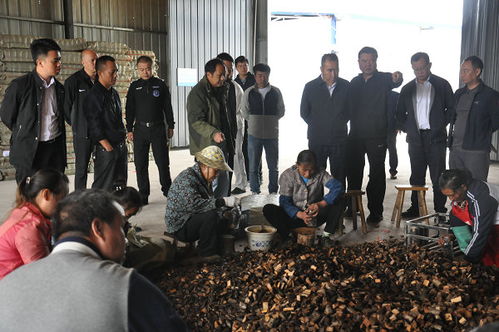 州委书记桑维亮赴镇远县氵舞阳镇调研林下经济天麻产业