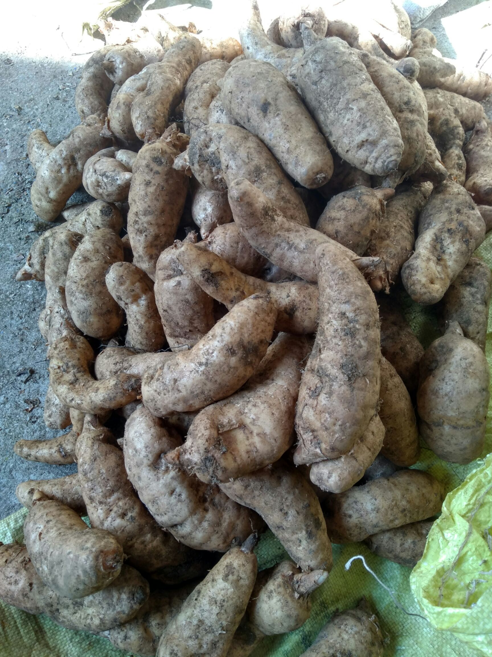 天麻软腐烂窝的原因及防治方法