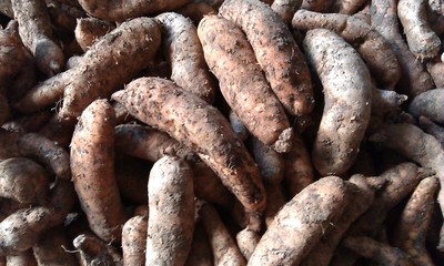 天麻 珍贵药材的神奇功效与用途