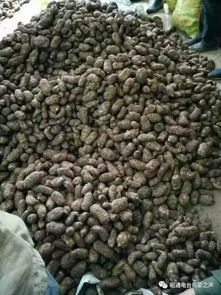 彝乡宝藏 天麻之外，还有这些生态馈赠值得品味