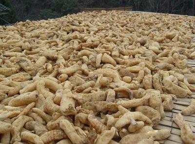 古代酿中珍品，天麻 无根无叶高两米，晒干一斤三百元