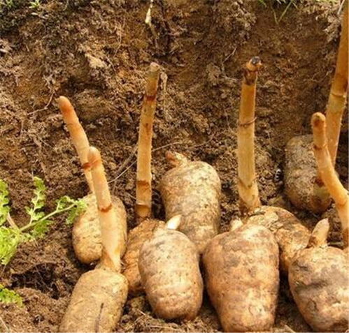 天麻种植技术与产业推荐 从四川特色到长程天麻灵芝的深度解析