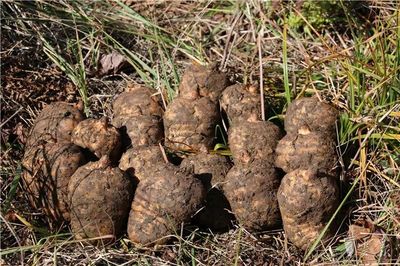 彝良荣膺“全国天麻生产先进县”，乌蒙深山里的“金疙瘩”何以闪耀全国？