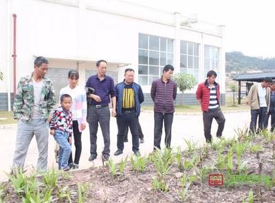 科技赋能 产业兴农——镇沅开展天麻中药材种植技术培训助力乡村振兴